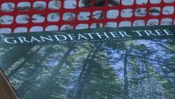 This tree outlived generations until high winds took it down News Clip