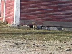 The Classification of Organisms: Taxonomy Instructional Video