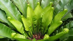 bird's nest fern Stock Footage