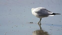 Seagull on beach Stock Footage
