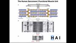 The Sliding Filament Mechanism EXPLAINED! - with Animation Instructional Video