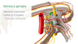 Ganglia of the nervous system Instructional Video