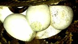 Snake Hunting and Reproduction Instructional Video