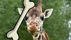 Weirdest Foods From Ancient Rome Instructional Video