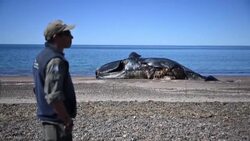 VOICED : Al menos 13 ballenas muertas en santuario de la Patagonia argentina News Clip