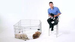 How to Pick the Right Supplies & Equipment for Your Puppy Instructional Video