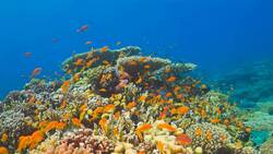 I WONDER - How Many Species Of Fish Are There? Instructional Video