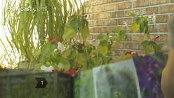 How to Attract Birds & Butterflies to Your Backyard Instructional Video