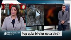 fun_fact_bird News Clip