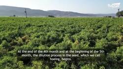 How Millions of Hot Red Chilli Peppers Are Hand-Harvested by Farmers in Turkey Instructional Video