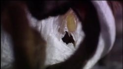 Tarantula World: Learn how female tarantulas care for their young Instructional Video