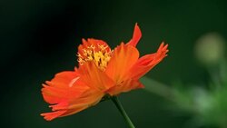 Orange Cosmos flowers, Sulfur Cosmos Stock Footage