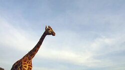 giraffe in africa Stock Footage