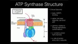 ATP Synthase: Mechanism of ATP Synthesis Instructional Video