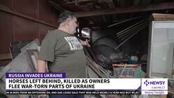 Ukraine's Horse Rescuer: 'This Is My Frontline' News Clip