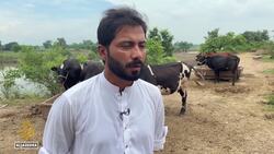 Floods in Pakistan’s Punjab devastate farms and drive food prices higher News Clip