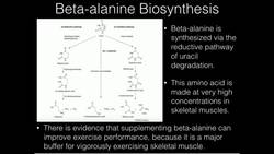 Beta-Alanine and Carnosine Biosynthesis Instructional Video