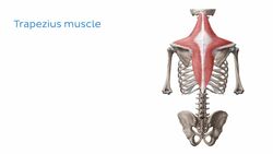 Posterior compartment of forearm muscles Instructional Video