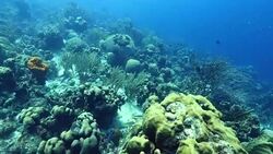 Seascape of coral reef in the Caribbean Sea around Curacao at dive site Mako's Mountain Stock Footage
