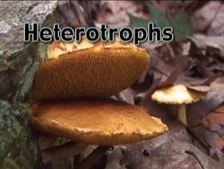 Exploring the Kingdom of Fungi Instructional Video