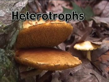 Exploring the Kingdom of Fungi