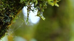 Slow motion of waterdrop on green moss Stock Footage