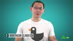 7 Ridiculous Feats of Strength in the Animal Kingdom Instructional Video