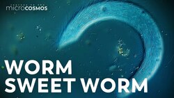 Mouthless Parasites That Make Their Home In Worm Guts Instructional Video