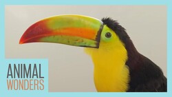 Toucan Plays Catch + Broken Leg Update Instructional Video