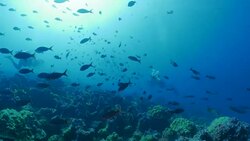 Scuba diving, school of Pacific Creole fish, Darwin Island, Galapagos Stock Footage