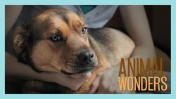 Guilty Dog? Instructional Video