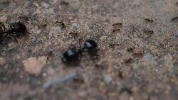 Black House Ant teamwork walking work in the nature Stock Footage