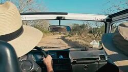 young couple driving a 4x4 vehicle car in a desert area with some bush and trees next to the dirt road Stock Footage