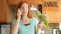 Parrot Copy Cat Instructional Video