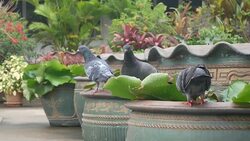 Dove eating food and water In the fish pond. Stock Footage