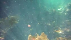Underwater at Cenote in the Yucatán Peninsula, Mexico Stock Footage