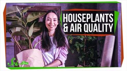 Can Houseplants Improve Air Quality? Instructional Video