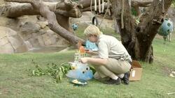 Watch These Gorillas Enjoy A Special Treat Instructional Video