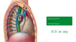 Ösophagus in situ Instructional Video
