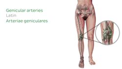 Main arteries of lower limb Instructional Video