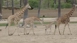 A Momma Giraffe and Her 2-Week-Old Calf Explore Their New Habitat for the First Time Instructional Video
