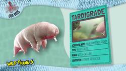 Amazing Adaptations in the Animal Kingdom Instructional Video