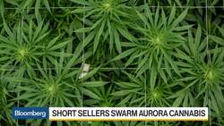 Short Sellers Swarm Aurora as Peltz Triggers Pot Stock's Surge News Clip