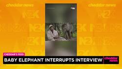 Baby Elephant Interrupts Interview News Clip
