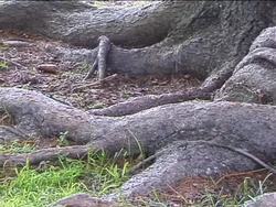 Plant Parts: Roots Instructional Video