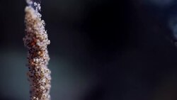 Spiders on a plant Stock Footage