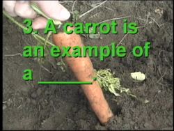 Plant Structure and Function: Video Quiz Instructional Video