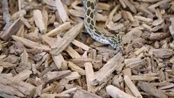 The Difference Between Venom and Poison, and Other Wild Facts About Pit Vipers Instructional Video