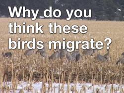 Migration and Hibernation: What Is Migration? Instructional Video