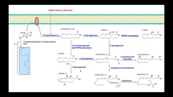 Eicosanoid Biosynthesis [Part 2] | Leukotrienes Instructional Video